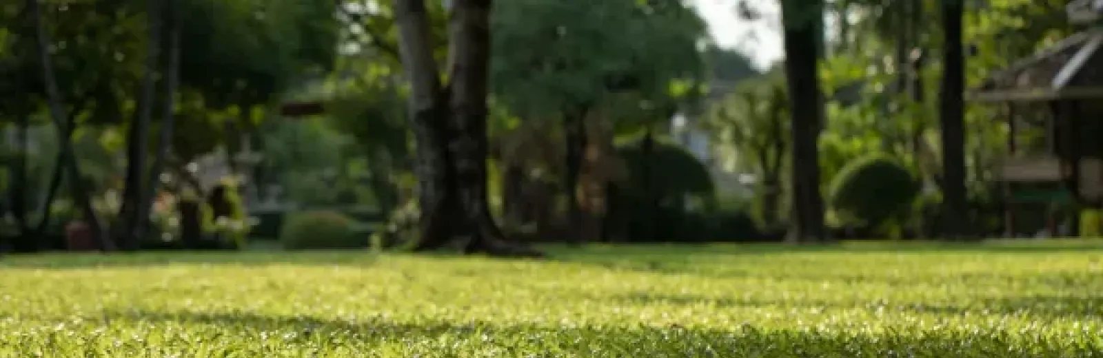 Healthy green lawn with a forest behind the grass