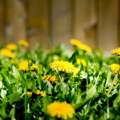 Dandelions taking over a yard