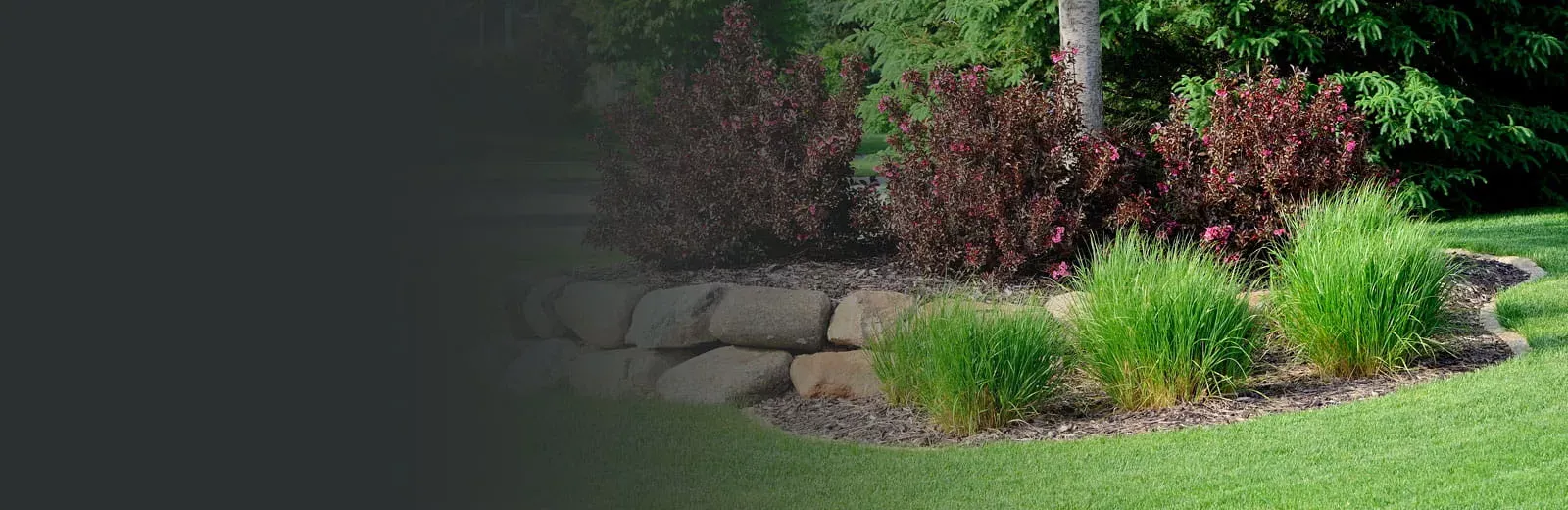 Yard with trees and shrubs