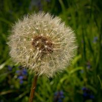 A dandelion ready to spread its seed