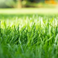 A green lawn in Ohio