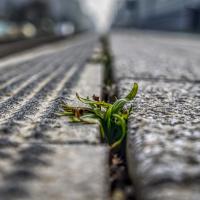 Weed Growing Through The Cracks of A Sidewalk
