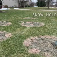 snow mold on lawn