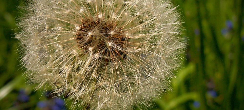 A dandelion ready to spread its seed