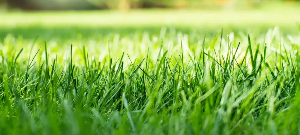 A green lawn in Ohio