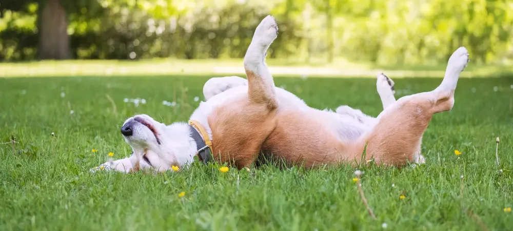 dog rolling in lawn