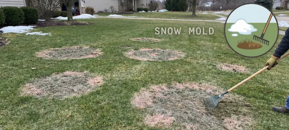 snow mold on lawn
