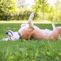 dog rolling in lawn