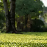 Healthy green grass