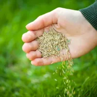 lawn-fertilizer-3